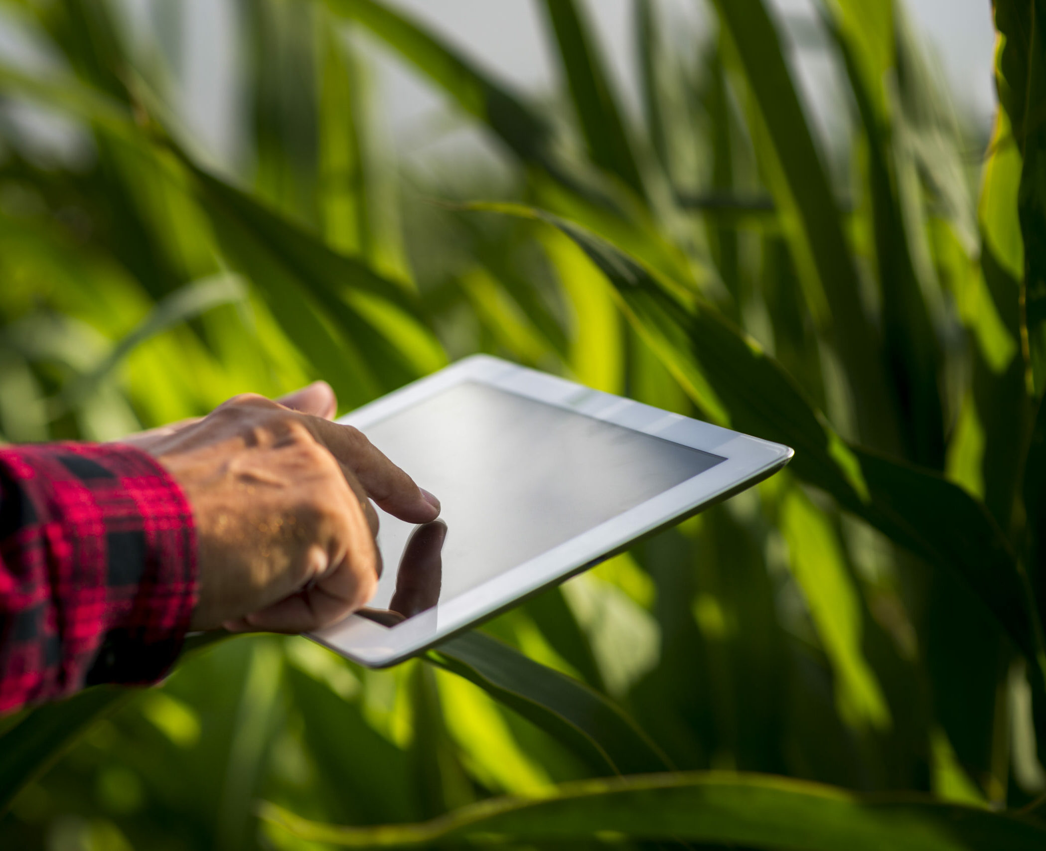 Com foco no agro sustentável, BRDE terá R$ 250 milhões para novos financiamentos Imagem - Com foco no agro sustentável, BRDE terá R$ 250 milhões para novos financiamentos